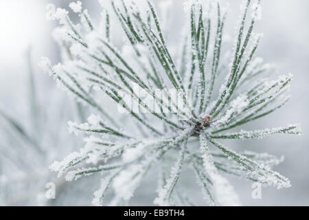 frosty pine twigs in winter covered with rime, closeup photo Stock Photo