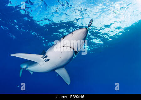 Blue Shark (Prionace glauca), Azores, Portugal Stock Photo
