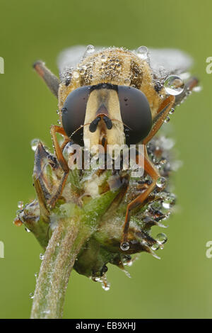 Hoverfly (Helophilus pendulus), Bad Hersfeld, Hesse, Germany Stock Photo