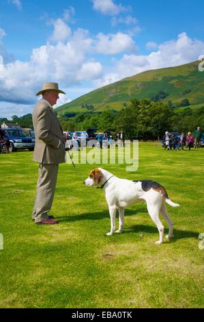 Man showing Foxhound. Threlkeld Show, Threlkeld Keswick Lake District Cumbria England UK Stock Photo