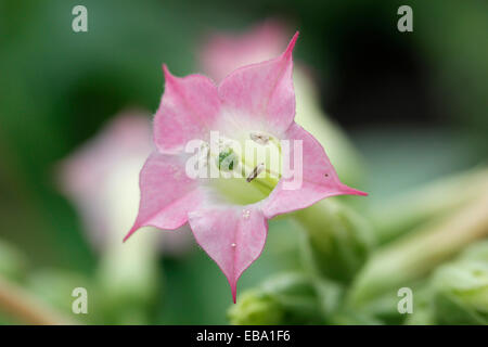 Flowering Cultivated Tobacco (Nicotiana tabakum) in a greenhouse, botanical gardens of The Eden Project, St Austell, Cornwall Stock Photo