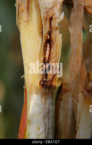 European Corn Worm or European Corn Borer (Ostrinia nubilalis) in a corn plant, pest, corn field, near Bad Düben, Saxony Stock Photo