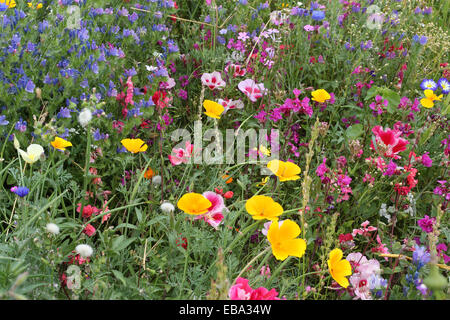 Blooming colourful flower meadow, garden sowing, Allgäu, Bavaria, Germany Stock Photo