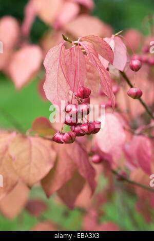 Euonymus planipes 'Sancho'. Shakkalin euonymus in Autumn. Stock Photo