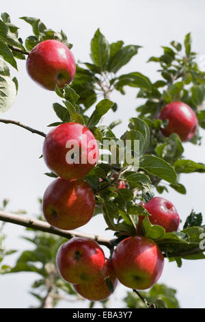 Malus domestica 'Norfolk Royal' apples on the tree. Stock Photo