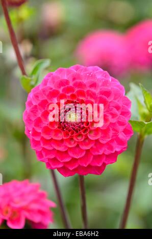 Pompon dahlia (Dahlia Fatima) Stock Photo