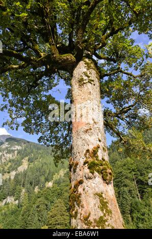 Sycamore maple (Acer pseudoplatanus), Enger Tal, Alpenpark Karwendel, Austria Stock Photo