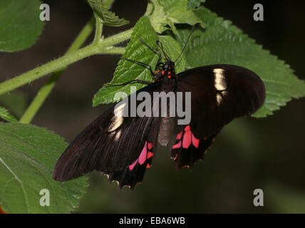 New World Ruby-spotted Swallowtail Butterfly (Papilio anchisiades), dorsal view A.k.a.  Red-spotted Swallowtail Stock Photo