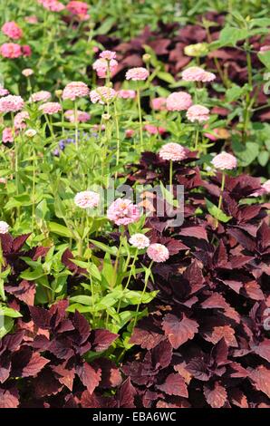 Common zinnia (Zinnia violacea 'Oklahoma Pink' syn. Zinnia elegans 'Oklahoma Pink') and coleus (Solenostemon scutellarioides syn. Coleus blumei) Stock Photo