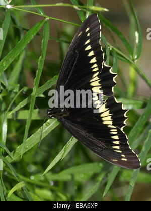 Gold Rim Swallowtail Butterfly (Battus polydamas), dorsal view