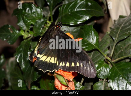 Gold Rim Swallowtail Butterfly (Battus polydamas)