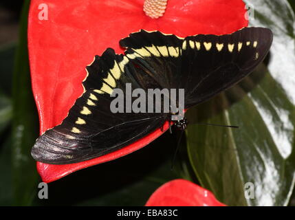 Gold Rim Swallowtail Butterfly (Battus polydamas) on a red tropical flower