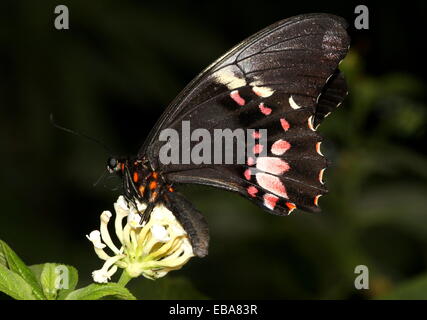 New World Ruby-spotted Swallowtail Butterfly (Papilio anchisiades), dorsal view A.k.a.  Red-spotted Swallowtail Stock Photo