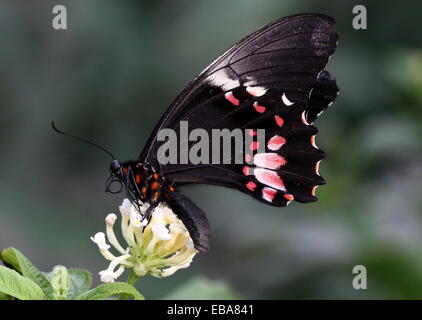 New World Ruby-spotted Swallowtail Butterfly (Papilio anchisiades), dorsal view A.k.a.  Red-spotted Swallowtail Stock Photo