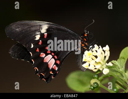 New World Ruby-spotted Swallowtail Butterfly (Papilio anchisiades), dorsal view A.k.a.  Red-spotted Swallowtail Stock Photo