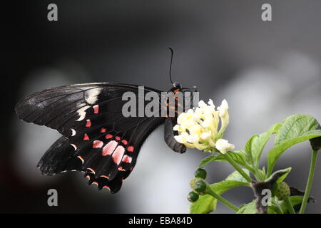 New World Ruby-spotted Swallowtail Butterfly (Papilio anchisiades), dorsal view A.k.a.  Red-spotted Swallowtail Stock Photo