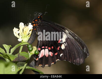 New World Ruby-spotted Swallowtail Butterfly (Papilio anchisiades), dorsal view A.k.a.  Red-spotted Swallowtail Stock Photo