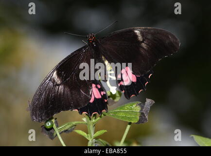 New World Ruby-spotted Swallowtail Butterfly (Papilio anchisiades), dorsal view A.k.a.  Red-spotted Swallowtail Stock Photo