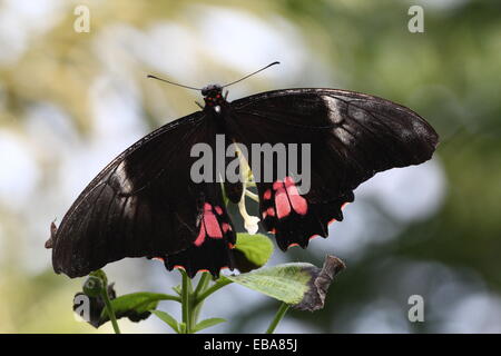 New World Ruby-spotted Swallowtail Butterfly (Papilio anchisiades), dorsal view A.k.a.  Red-spotted Swallowtail Stock Photo