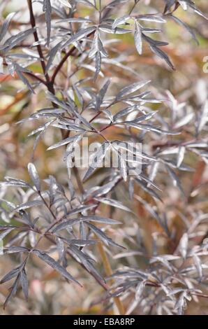 Common elder (Sambucus nigra 'Black Lace') Stock Photo