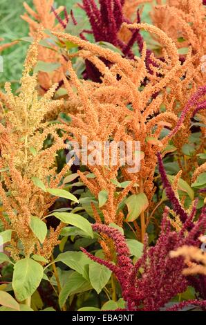 Red amaranth (Amaranthus cruentus) Stock Photo