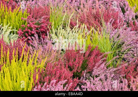 Common heather (Calluna vulgaris) Stock Photo