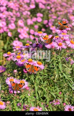 Peacock butterfly (Inachis io) and aster (Aster) Stock Photo