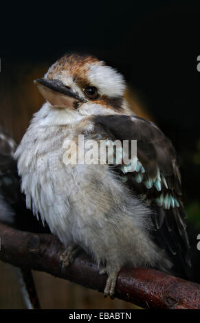 Laughing Kookaburra (dacelo novaeguineae) Stock Photo