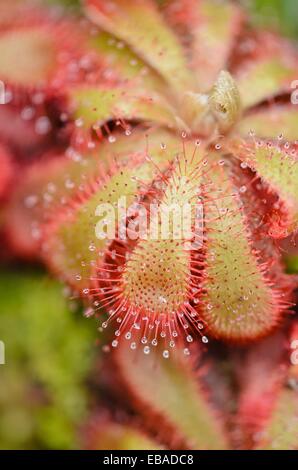 Alice sundew (Drosera aliciae) Stock Photo