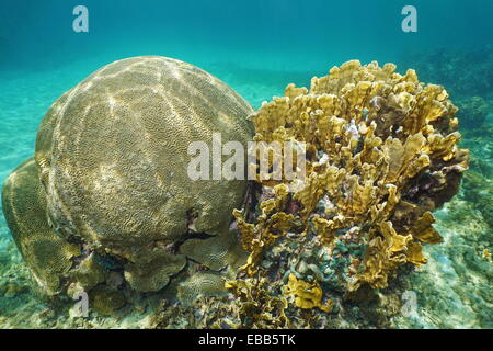 Symmetrical brain coral, Diploria strigosa and bladed fire coral, Millepora complanata, Grand Bahamas, Atlantic ocean Stock Photo