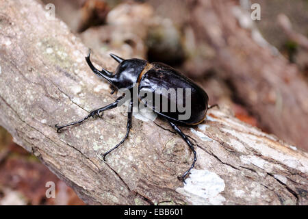 Elephant beetle Megasoma elephas on tree branch Stock Photo