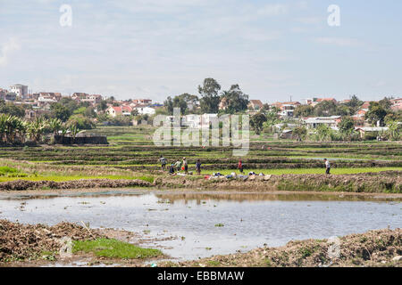 Local people working in flooded paddy fields and drying clothes in Antananarivo, or Tana, capital city of Madagascar Stock Photo