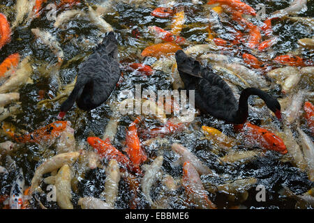 Two black swans are floating on the water over many big fishes that are splashing at the water surface. Stock Photo