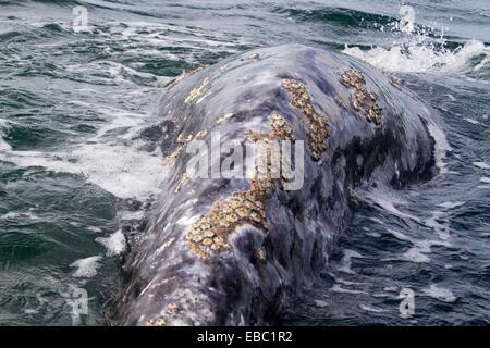 Gray whale with lice parasites and barnacles. San Ignacio Lagoon. Baja ...