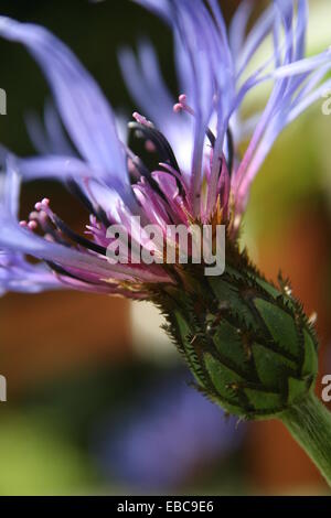 Centaurea cyanus, Blue cornflower Stock Photo