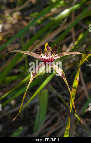 Caladenia pectinata, King Spider Orchid in Monjingup Reserve, WA, Australia Stock Photo