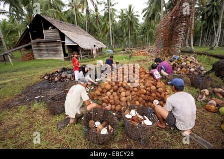 Workers Processing Coconut In Coconut Farm, Borneo Stock Photo - Alamy