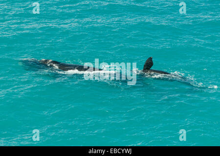Southern Right Whales, Eubalaena australis at Head of Bight, SA, Australia Stock Photo