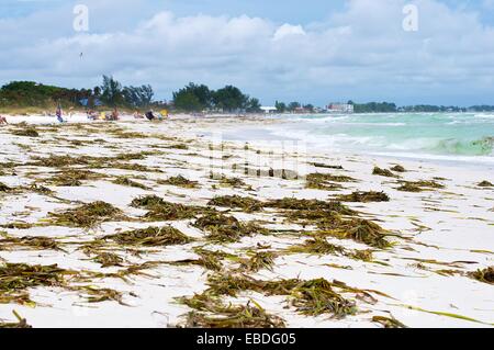 Seaweed is washed up on the white sand beach in Anna Maria Island , Florida Stock Photo