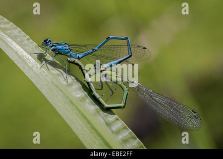 A detailed close up photograph of Damselflies mating on a leaf against a natural green background and forming a heart shape Stock Photo