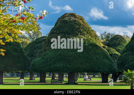 The formal grounds of Hampton Court Palace, trimmed topiary, Surrey, England Stock Photo