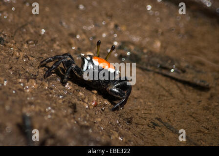 A tiny fiddler crab on the bank of Cigenter river, Handeuleum Island, Ujung Kulon National Park, Pandeglang, Banten, Indonesia. Stock Photo