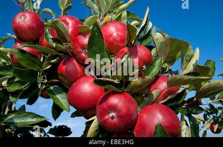 Close-up of red apples hanging from apple tree, Germany Stock Photo