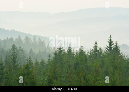Spruce forest in early morning mist, Spessart, Hesse, Germany, Europe Stock Photo