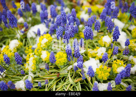 Grape hyacinth and myrtle spurge growing in snow in spring, USA Stock Photo