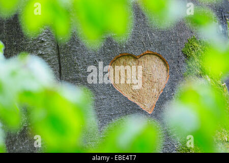 Heart Carved in European Beech (Fagus sylvatica) Tree Trunk, Odenwald, Hesse, Germany Stock Photo