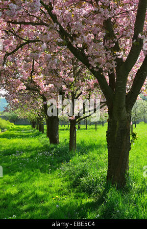 Blooming Cherry Trees in Castle Park in Spring, Weikersheim, Baden-Wurttemberg, Germany Stock Photo
