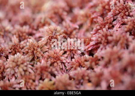 Close-up of Sphagnum moss (Sphagnum rubellum) in a forest in spring, Bavaria, Germany Stock Photo