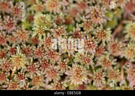 Close-up of Sphagnum moss (Sphagnum rubellum) in a forest in spring, Bavaria, Germany Stock Photo