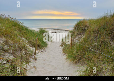 Coastal Path to Beach at Dusk, Darss West Beach, Prerow, Darss, Fischland-Darss-Zingst, Western Pomerania, Germany